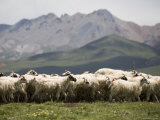 Flock of Sheep  Qinghai  China