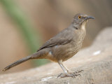Curve-Billed Thrasher at the Omaha Zoo  Nebraska