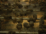 Japanese Coturnix Quail at a Hatchery  Bartlesville  Oklahoma