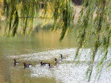 Geese in Central Park
