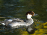 Diving Duck Called a Smew at the Zoo