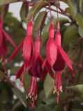 Fuschia Flower  California