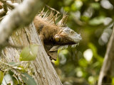 Iguana in Tree  Belize