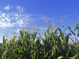 Field of Corn against a Clear Blue Sky  Virginia