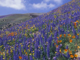 Impressionistic Color: Coreopsis  Gilia  California Poppy and Lupine
