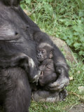 Cute Western Lowland Gorilla Infant Nursed Tenderly by its Mother  Melbourne Zoo  Australia