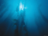 Giant Kelp in Blue Water with Surface and Sun  Macrocystis Pyrifera  California