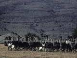 Group of Ostriches Move Across the Plain  South Africa