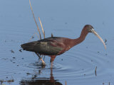 Glossy Ibis Wades for Food in a Salt Marsh