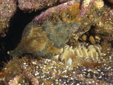 Kellet's Whelk  Kelletia Kelletii  Laying Eggs  California