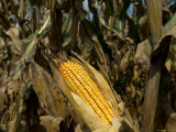 Drought-Damaged Feed Corn near Otoe  Ne