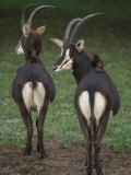 Sable Antelope at the Omaha Zoo  Nebraska