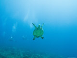 Diving Las Tortugas with Hawksbill Turtle  Mexico