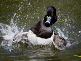 Ring-Necked Duck Swimming  San Diego  California