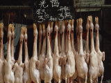 Duck Carcasses Hang in a Chinese Food Market  Guangzhou  China