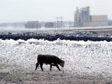 One Cow Walking in Feedlot  Winter Snow Storm  Kansas