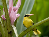 Portrait of a Black-Naped Oriole  Singapore