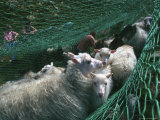 Norway  Sheeps in Net
