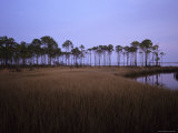 Landscape of a Swamp in Florida
