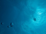 Hawksbill Turtle Rising to the Surface  Mexico