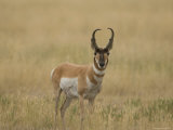 Pronghorn Antelope at Charles M Russell National Wildlife Refuge