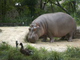 Hippo at the Toledo Zoo