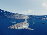 Gray Reef Sharks