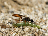 Parasitic Wasp Carries a Caterpillar It Has Captured  Anza-Borrego Desert State Park  California