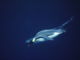 Emperor Penguins in Search of Squid