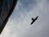 Peregrine Falcon Flies over the Nebraska State Capitol Building