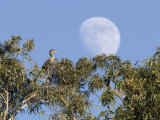 Cormorant in a Tree with a Moon Rising  Santa Barbara  California