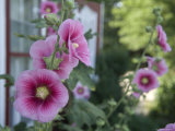Hollyhocks Bloom in Greenleaf Kansas