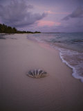 Giant Clam Shell on a Deserted Beach on Bikini Island
