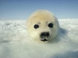 Harp Seal Pup