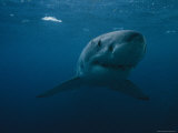 Great White Shark  Australia