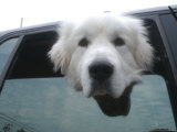 Dog Looks Out from a Car Window  Bath  Maine
