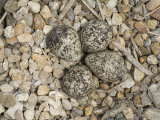 Kildeer Eggs Aglong Little Salt Creek in Lincoln  Nebraska