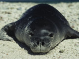 Hawaiian Monk Seal