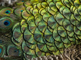 Peacock Feathers
