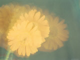 Long Exposure of a Flower