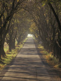 Rural One-Lane Road under Cover of Trees