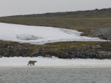 Polar Bear Walking on Snow Covered Beach  Svalbard Islands  Norway