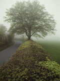 Hedge-Lined Country Road in Somerset  England