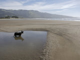 Dog Playing on Sandy Beach in Water  Bolinas  California