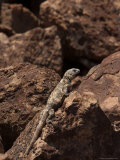 Giant Chuckwalla on San Esteban Island  Baja California  Mexico