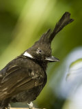 Portrait of a Crested Jay