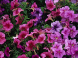 Pink Petunias