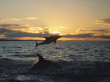 Dusky Dolphins