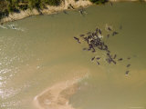 Pod of Hippos in the Luangwa River  Thousands Live in This River  Zambia