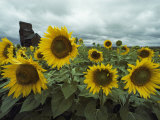 Field of Sunflowers